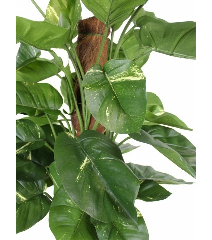 Scindapsus artificiel