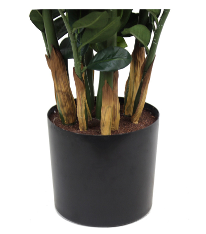 Zamia artificiel