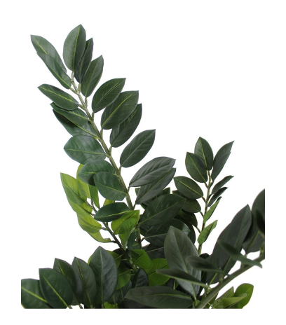Zamia artificiel