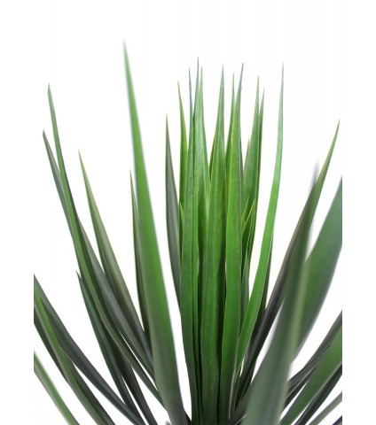Yucca rostrata artificiel