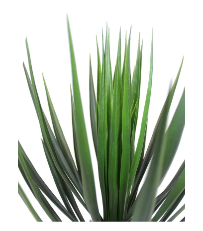 Yucca rostrata artificiel