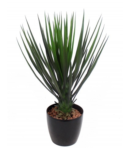 Yucca rostrata artificiel