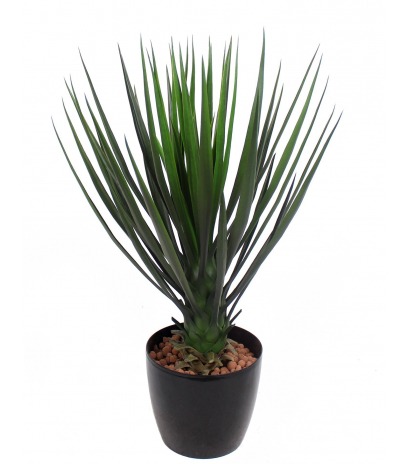 Yucca rostrata artificiel