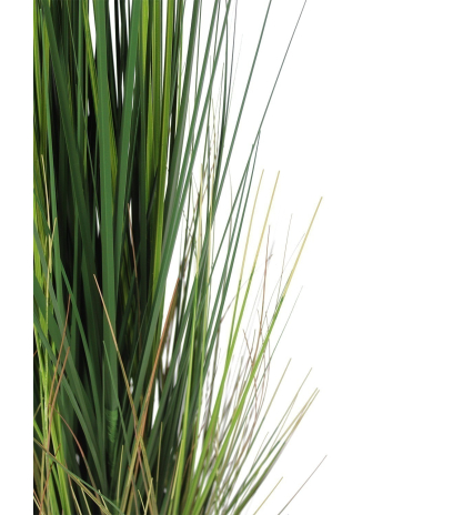 Onion grass en pot