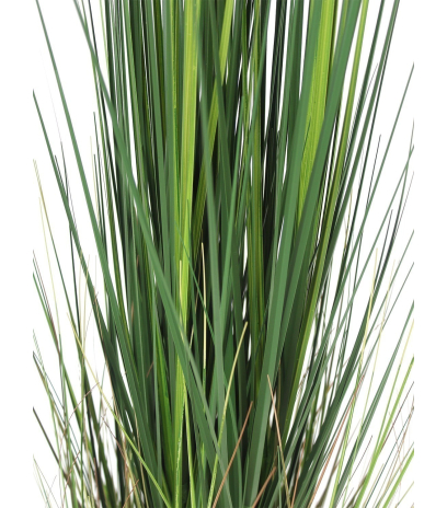 Onion grass en pot