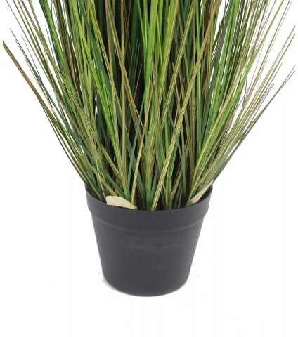 Onion grass en pot