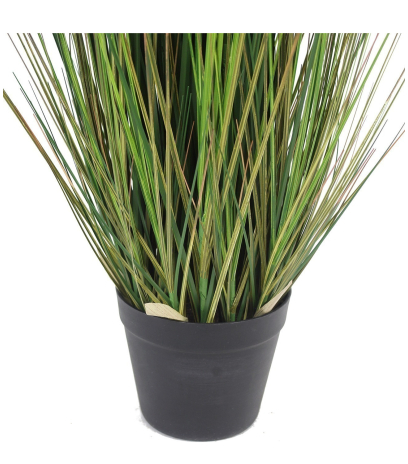Onion grass en pot