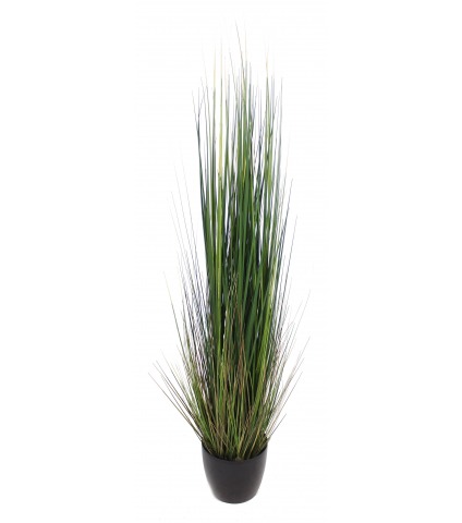 Onion grass en pot
