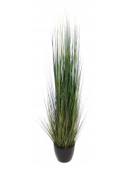 Onion grass en pot