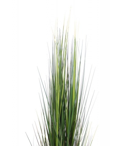 Onion grass en pot