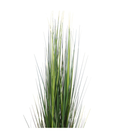Onion grass en pot