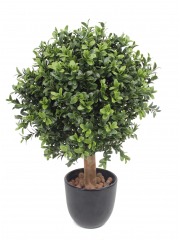 Boule de buis extérieur