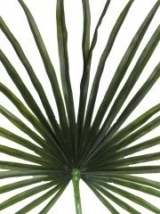 Feuille de palmier chanvre artificielle