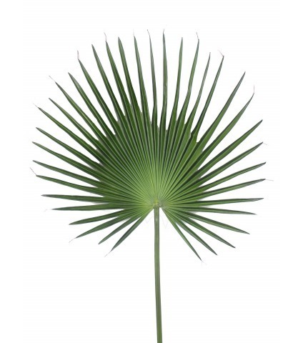 Palme de Chusan artificielle géante