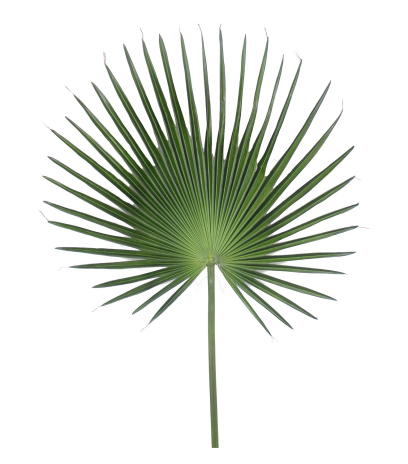 Palme de Chusan artificielle géante
