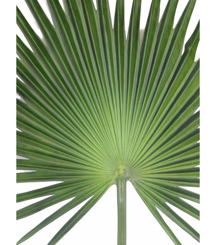 Palme de Chusan artificielle géante