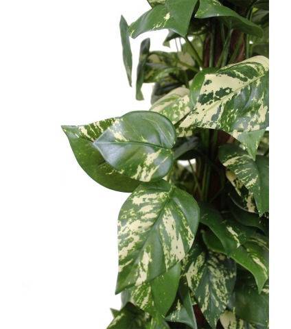 Pothos artificiel tuteur coco