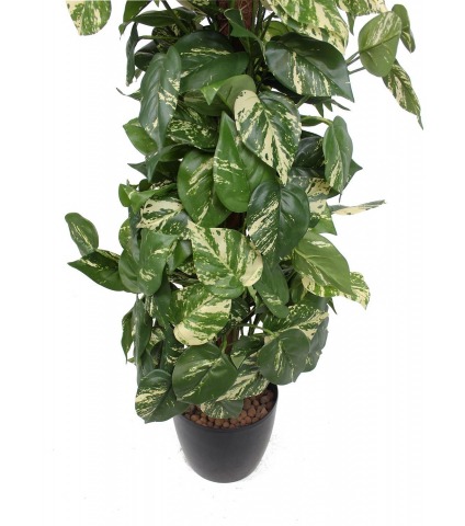Pothos artificiel tuteur coco