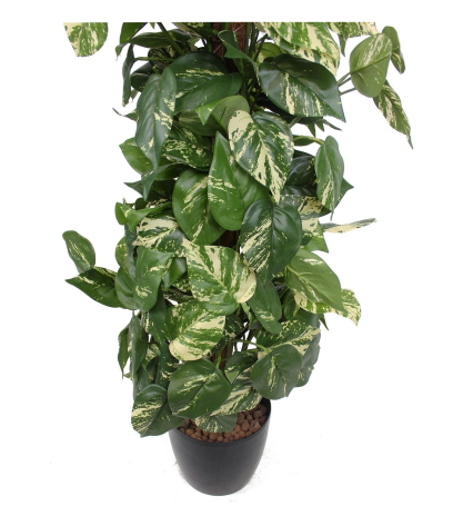 Pothos artificiel tuteur coco