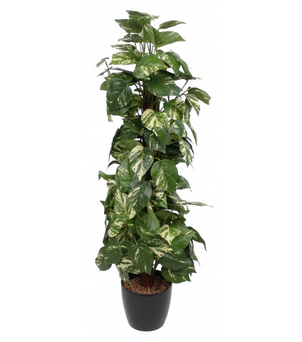 Pothos artificiel tuteur coco