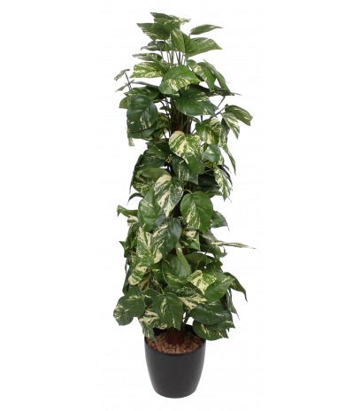 Pothos artificiel tuteur coco