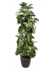 Pothos artificiel tuteur coco
