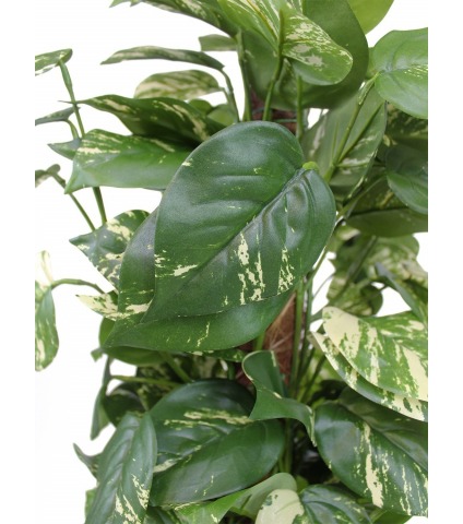 Pothos artificiel tuteur coco