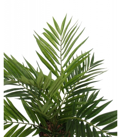 Chamaedorea radicalis artificiel