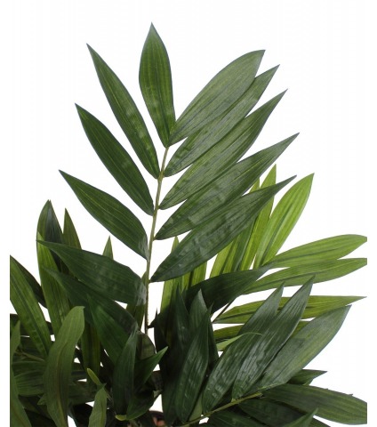 Petit palmier parlour