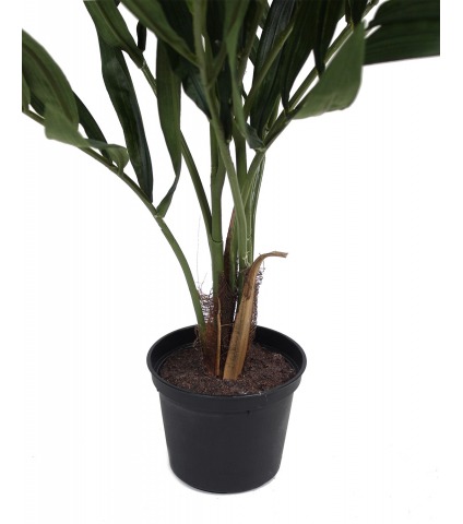 Petit palmier parlour