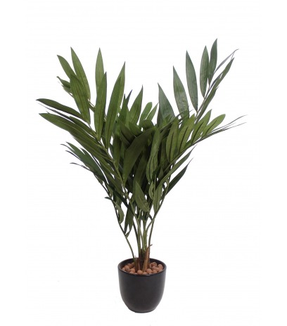 Petit palmier parlour