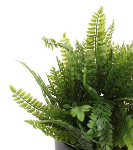 Fougère artificielle de la forêt