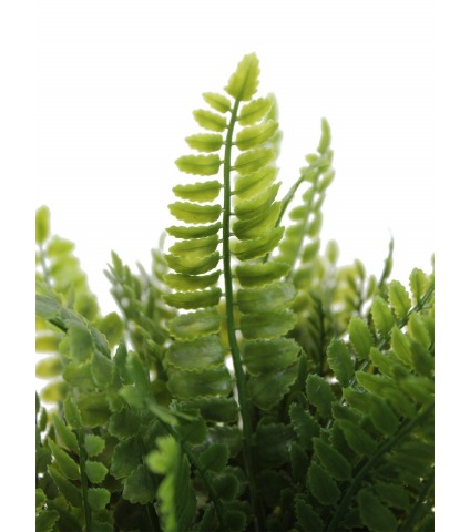 Fougère artificielle de la forêt