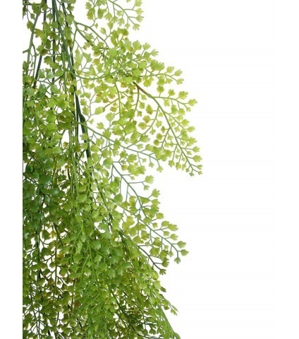 Fausse chute d'asparagus fougère