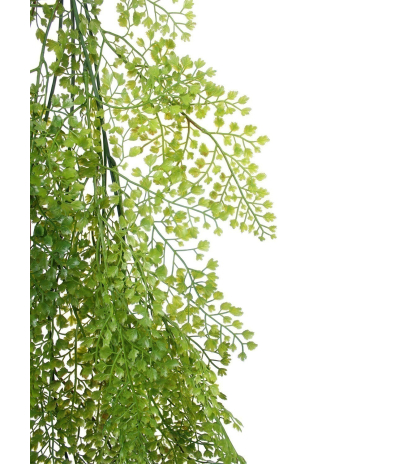 Fausse chute d'asparagus fougère