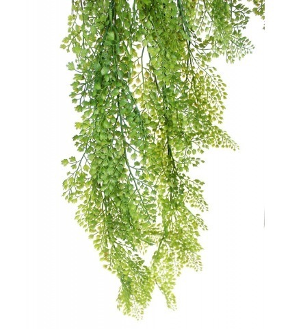 Fausse chute d'asparagus fougère