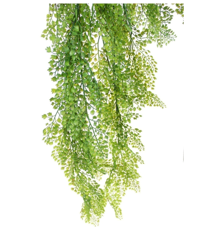Fausse chute d'asparagus fougère