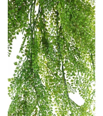 Fausse chute d'asparagus fougère