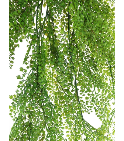 Fausse chute d'asparagus fougère