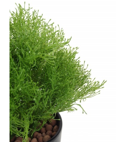 Gypsophile artificielle buisson