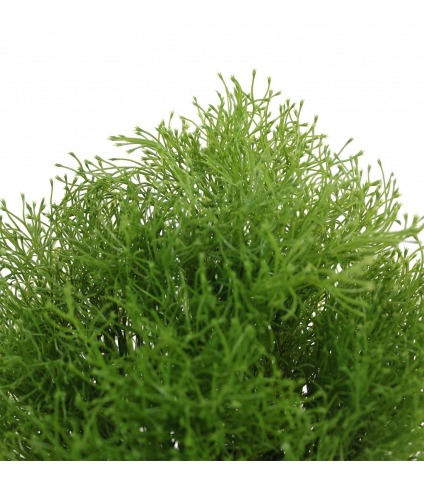 Gypsophile artificielle buisson