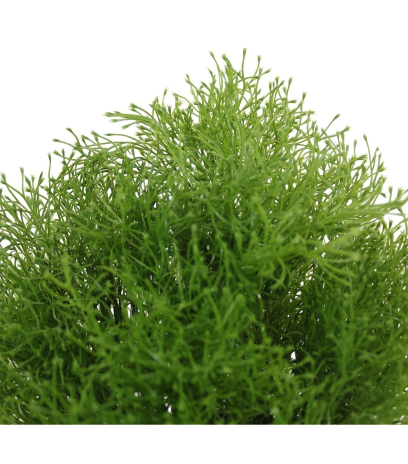 Gypsophile artificielle buisson