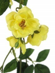 Fausse guirlande de roses jaunes