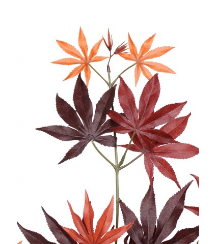 Feuille d'aralia automne