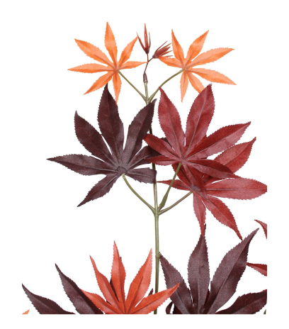 Feuille d'aralia automne