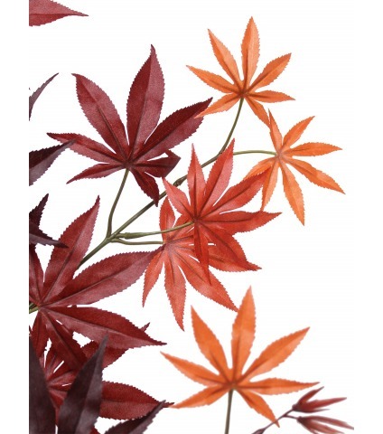 Feuille d'aralia automne