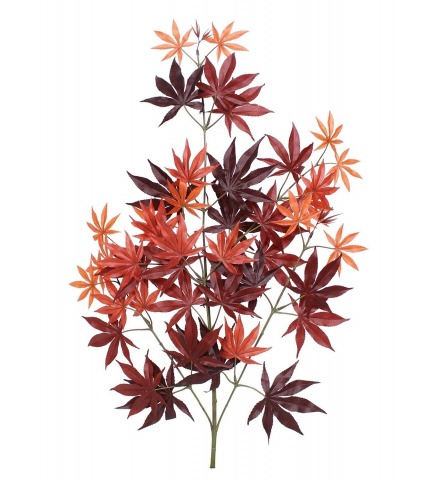 Feuille d'aralia automne