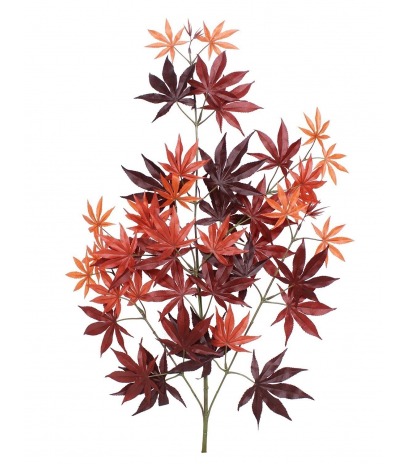 Feuille d'aralia automne