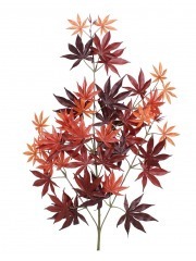 Feuille d'aralia automne