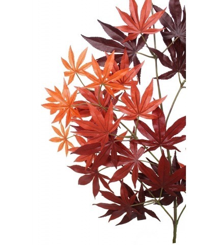 Feuille d'aralia automne